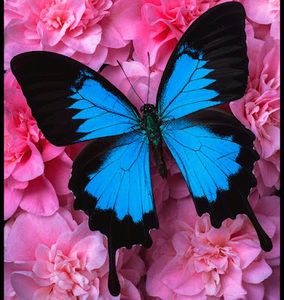 Meet your Posher, Nina